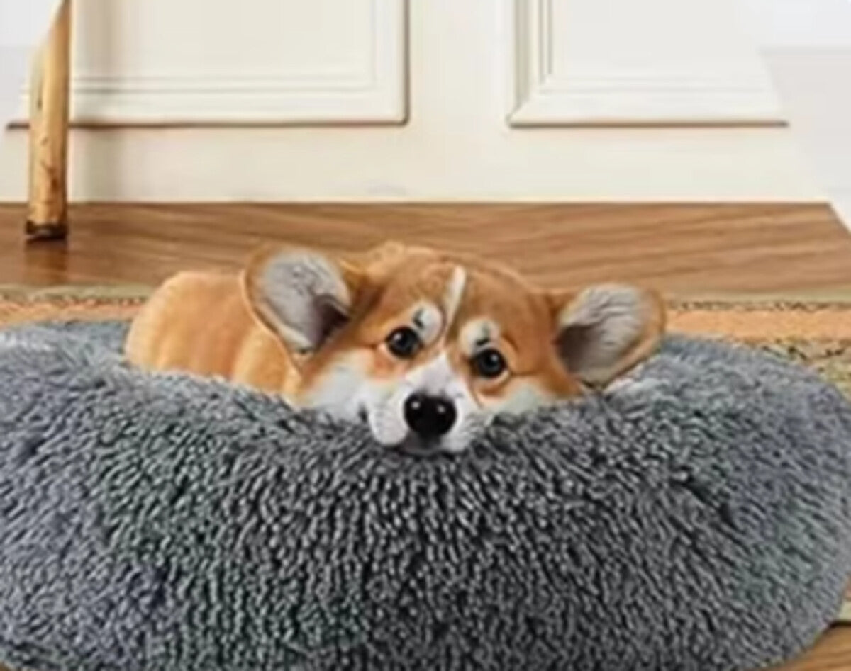 A small tan and white corgi dog lying on a round, fluffy gray pet bed in an indoor room with a wood floor and cream-colored wall panels.